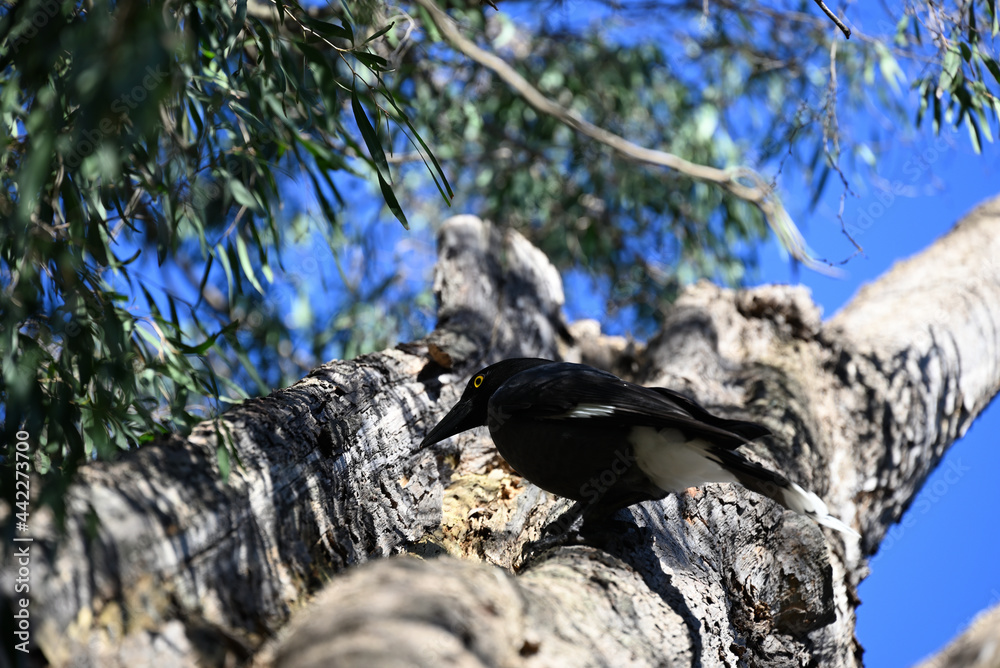 Fototapeta premium A pied currawong, perched high up in a eucalyptus tree, with fragments of bark in its beak