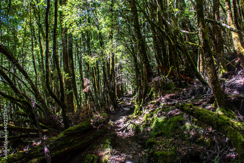 A tunnel of trees and green  Overland Track  Tasmania  Australia