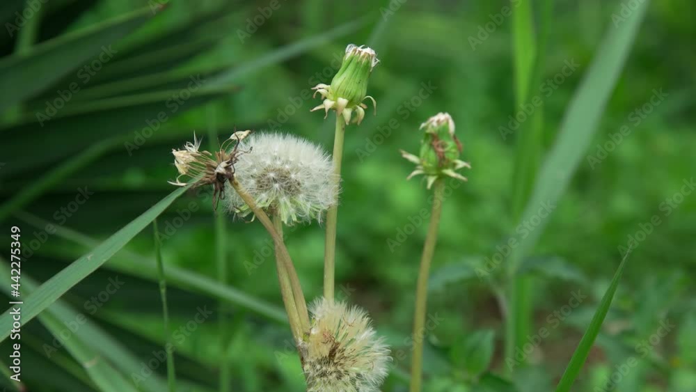 4k flower taraxacum erythrospermum plant 4k flower taraxacum erythrospermum plant