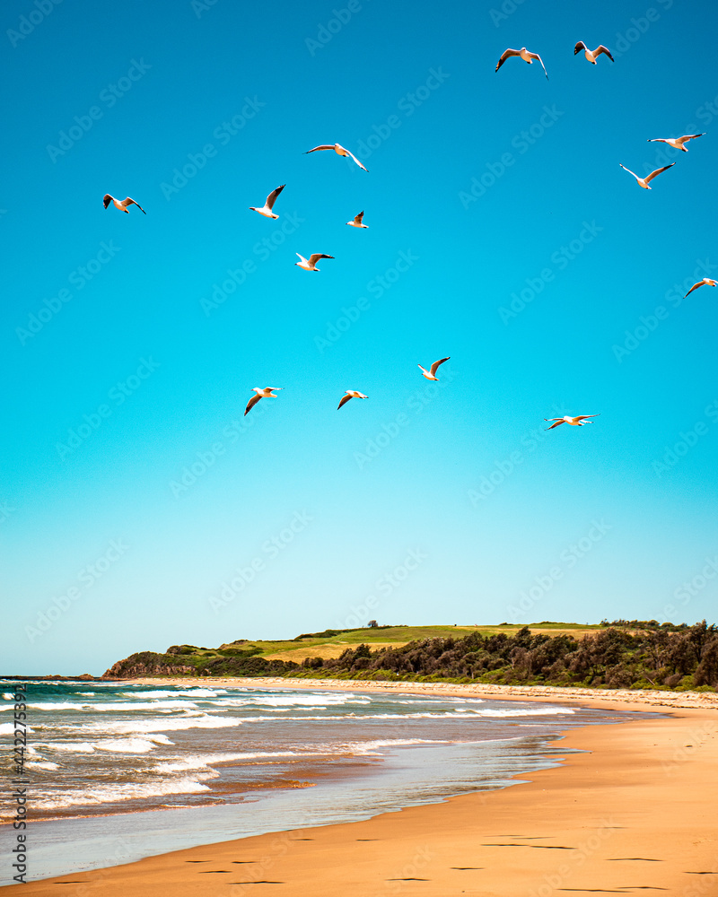 Birds among the beach, New South Wales, Australia
