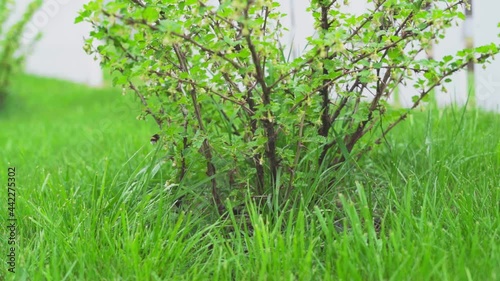 Bumblebee pollinates gooseberry bush in spring