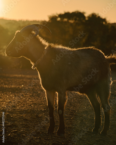 Fototapeta Naklejka Na Ścianę i Meble -  Billy Goat in the Australian Outback