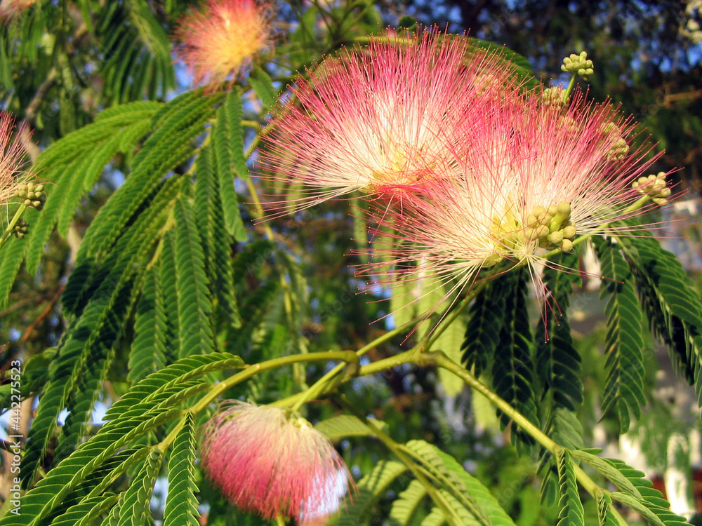 Persian Silk Tree or Mimosa julibrissin close up of flowers and