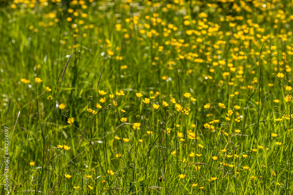 Wild buttercup flowers on a summer meadow in backlight