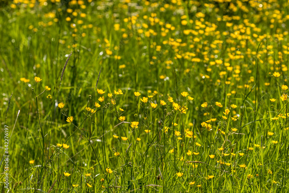Wild buttercup flowers on a summer meadow in backlight Wild buttercup flowers on a summer meadow in backlight