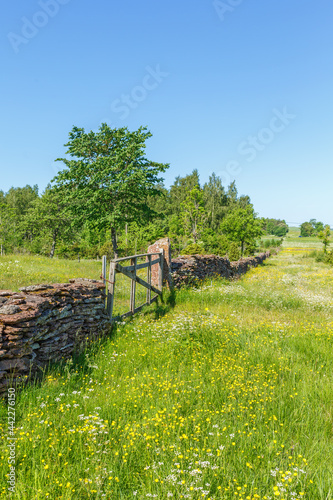 Flowering summer meadow with a stone wall and a gate