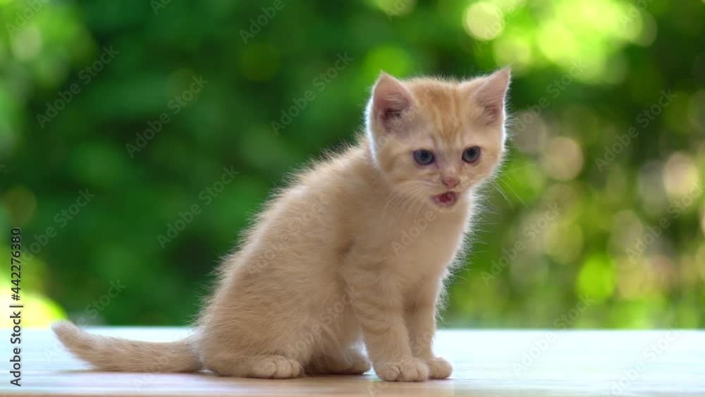 Cute Orange Kitten Sitting And Crying On Wood Table Cute Orange Kitten Sitting And Crying On Wood Table