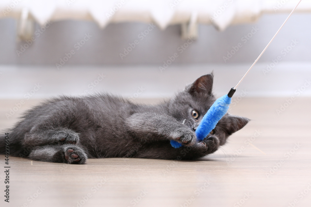 A small gray kitten plays with a toy on a fishing rod. Cat toys.