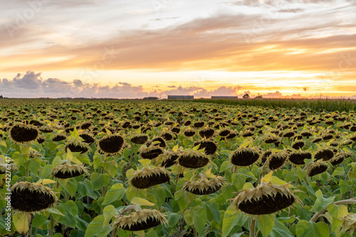 sunflower field at dusk