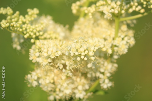 Filipendula ulmaria, Meadowsweet, Queen of the Meadow.  White clusters of meadowsweet flowers in golden morning sunlight. Golden white natural floral background. Lush inflorescences of white flowers.