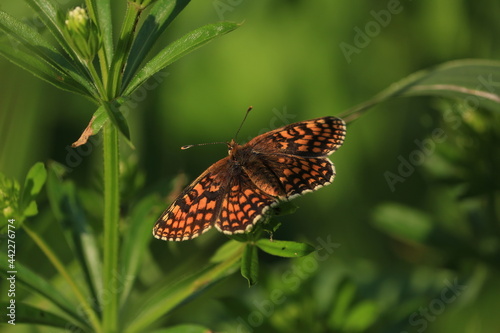 Melitaea diamina, False Heath Fritillary. Close-up bright orange-brown butterfly sits in sunlight on green leaves in meadow in summer morning. butterfly background. Play of sunlight on spread wings.