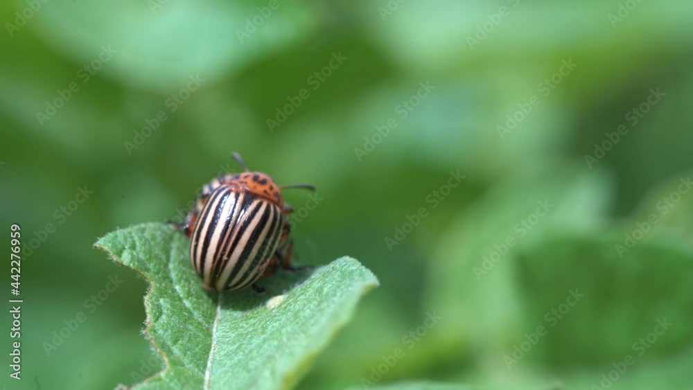 Colorado beetle at green potato bushes Colorado beetle at green potato bushes