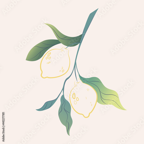 Botanical illustration. Image of a branch with leaves and fruits of lemon on a light background. Icon or logo for eco-friendly, natural concept. sketch of a tattoo