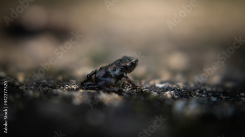 Little Frog