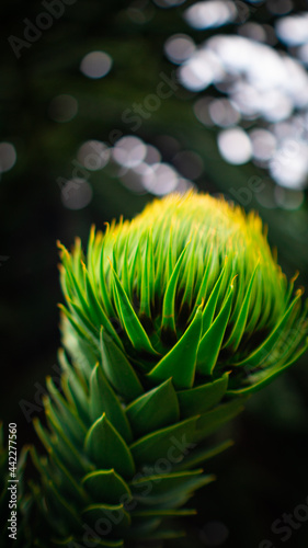Green Needles