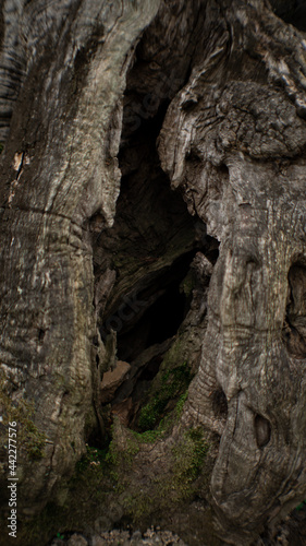 Hole in Wood