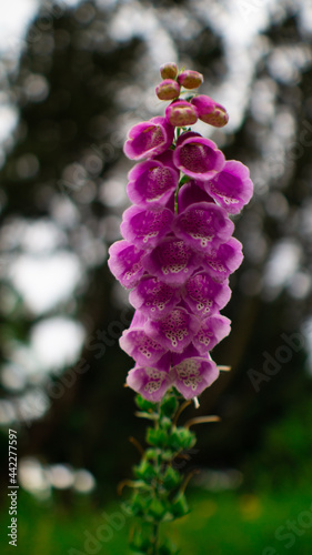Pink Flower