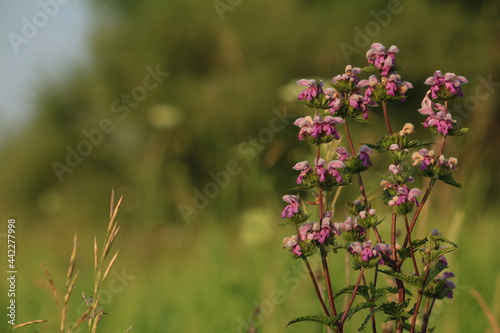 Phlomoides tuberosa, Tuberous Jerusalem sage. Pink purple wildflowers on a green summer meadow illuminated by evening light. Pink natural background at sunset.