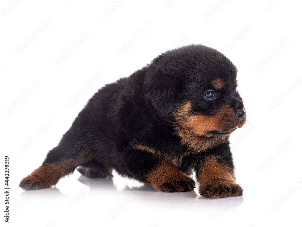 puppy rottweiler in studio