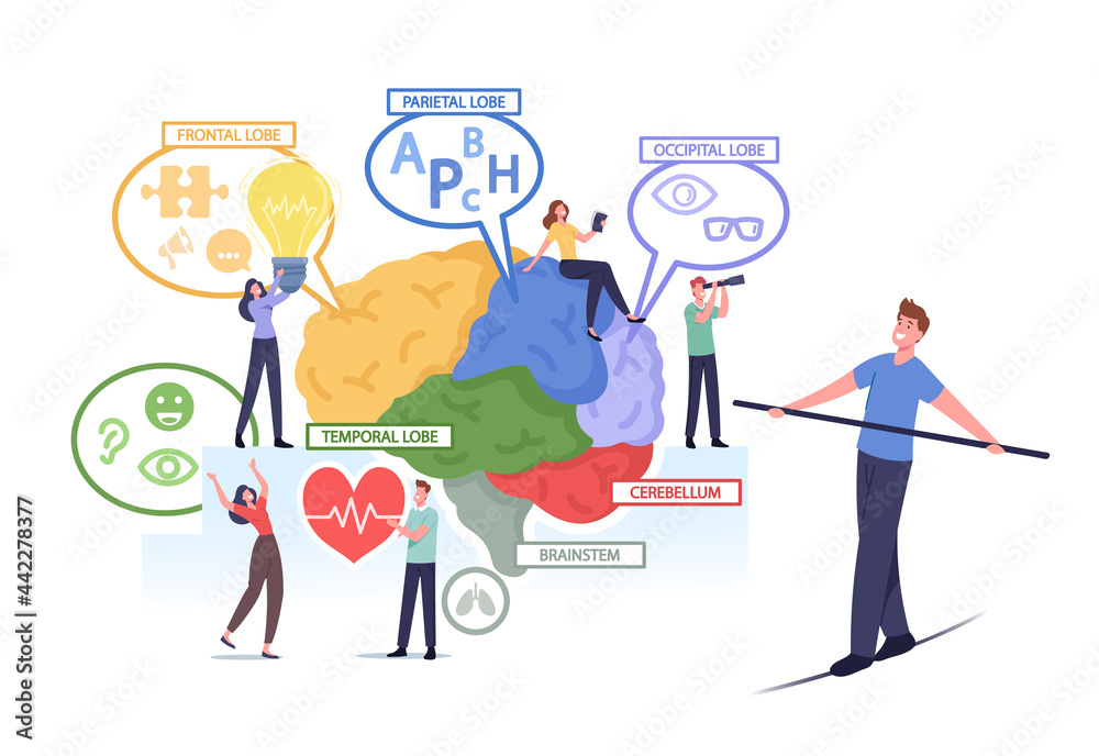 Tiny Male and Female Characters at Huge Human Brain Anatomy Separated on Colorful Parts Frontal, Parietal, Occipital Tiny Male and Female Characters at Huge Human Brain Anatomy Separated on Colorful Parts Frontal, Parietal, Occipital