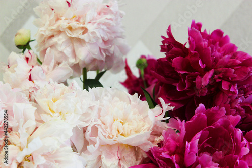 Bouquet of pink and white peonies close-up on a white background space for text. flat style.Floral natural background colorful assorted bouquet. Cozy home concept. Postcard or gift for Valentine's Day © Natalia Bo