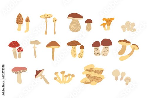 Vector color hand drawn flat illustration set of mushrooms. Isolated on white background. Autumn forest harvest