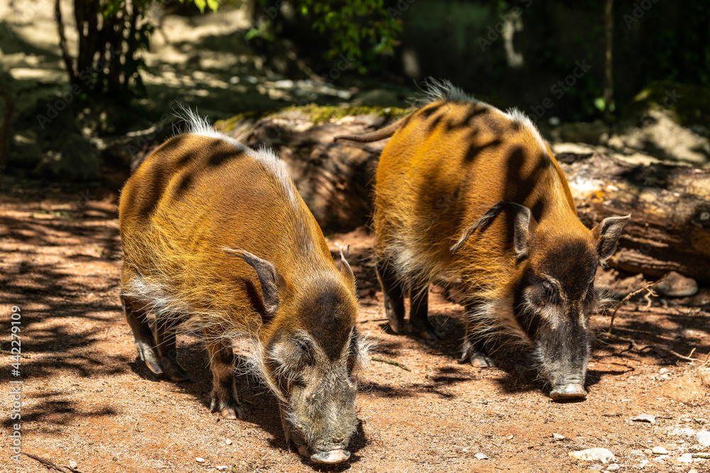 Red river hog, Potamochoerus porcus, also known as the bush pig. Red river hog, Potamochoerus porcus, also known as the bush pig.
