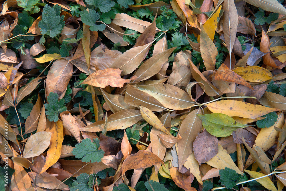 The fallen leaves of late autumn covered the ground and the green grass The fallen leaves of late autumn covered the ground and the green grass