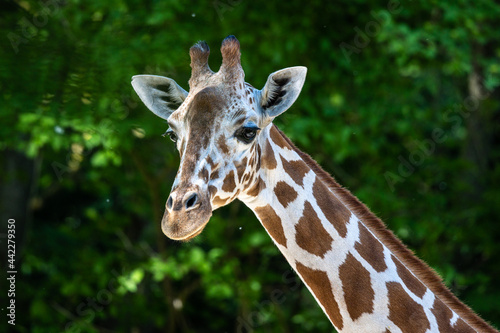 The giraffe, Giraffa camelopardalis is an African mammal