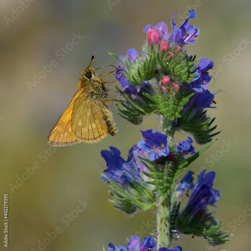 Lulworth skipper, Thymelicus acteon foraging on a flower at a meadow at Munich, Germany photo