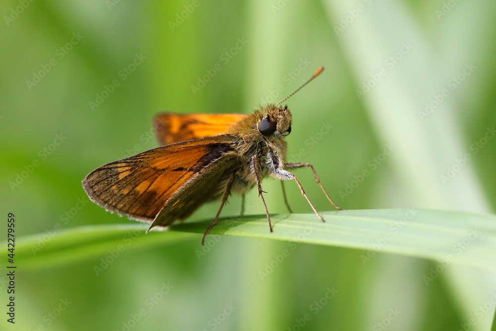 The large skipper is a butterfly of the family Hesperiidae. The large skipper is a butterfly of the family Hesperiidae.