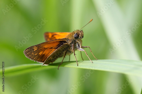 The large skipper is a butterfly of the family Hesperiidae.