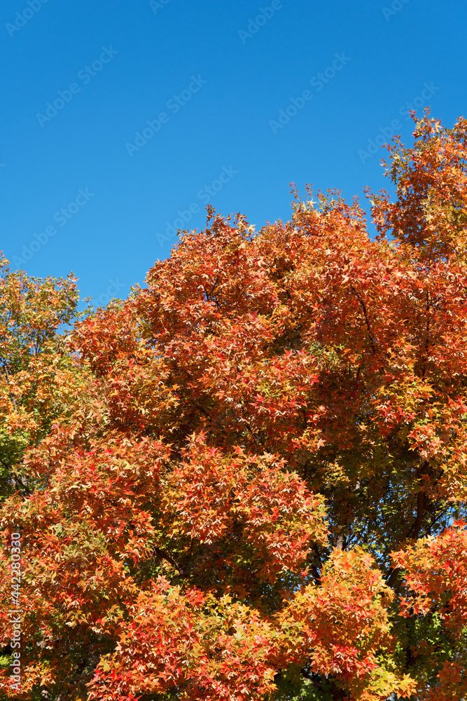Beautiful red leaves under the blue sky in autumn Beautiful red leaves under the blue sky in autumn