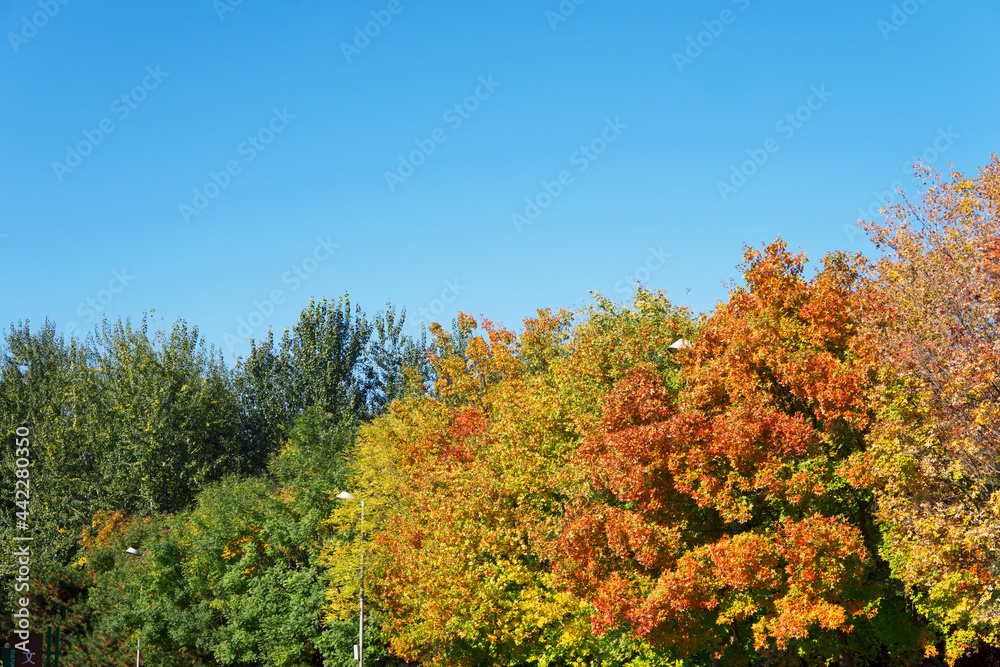 Trees that gradually change from green to red in autumn