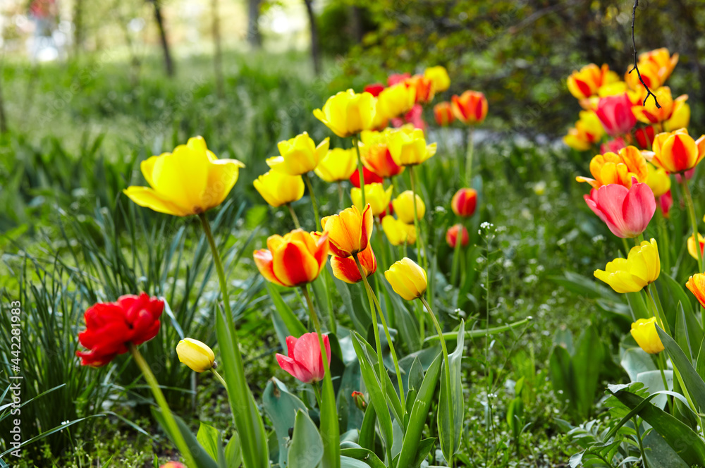 Beautiful tulip flowers blooming in a garden. Beauty tulip plant in the spring garden in rays of sunlight in nature. Blur background with bokeh image, selective focus