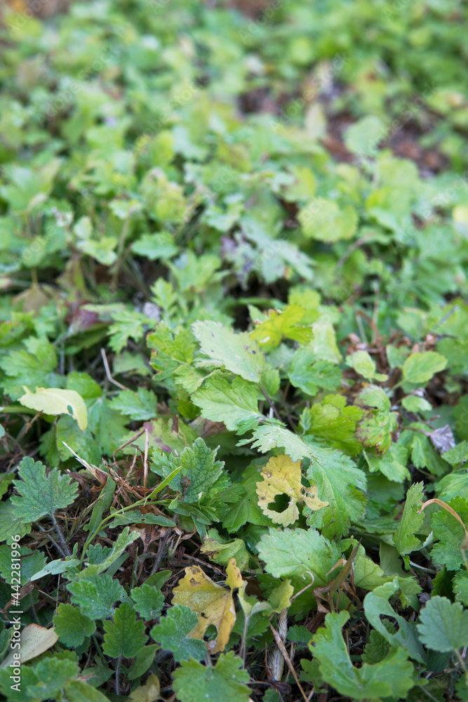 Late autumn dew hits the green and yellowish weeds