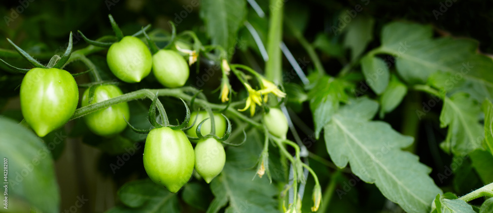 Tomato grows in a greenhouse. Growing fresh vegetables in a greenhouse Tomato grows in a greenhouse. Growing fresh vegetables in a greenhouse