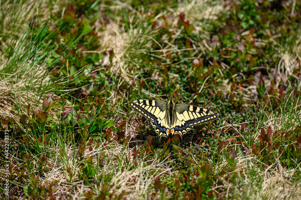 swallowtail butterfly in an alpine meadow in the Bernese Alps swallowtail butterfly in an alpine meadow in the Bernese Alps