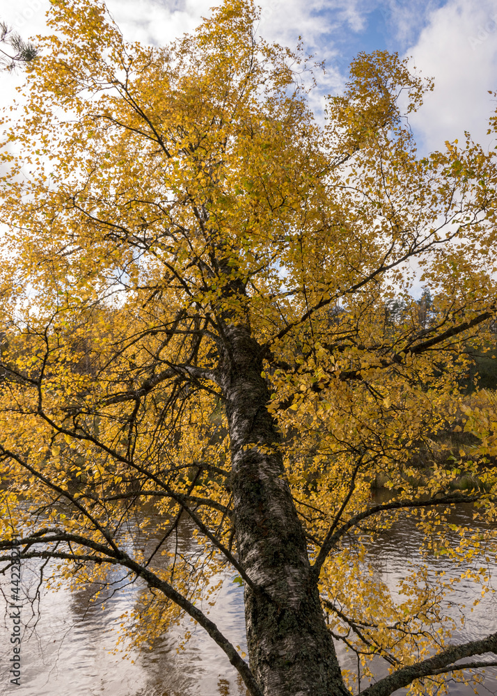 autumn landscape with yellow birch, tree bent over the river autumn landscape with yellow birch, tree bent over the river