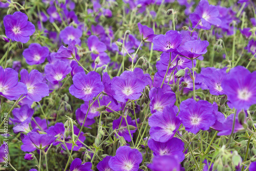 Hardy Geranium  Orion  in flower