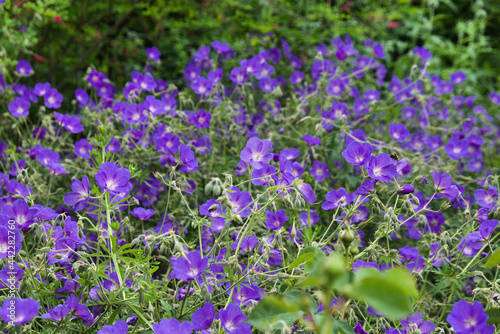 Hardy Geranium 'Orion' in flower