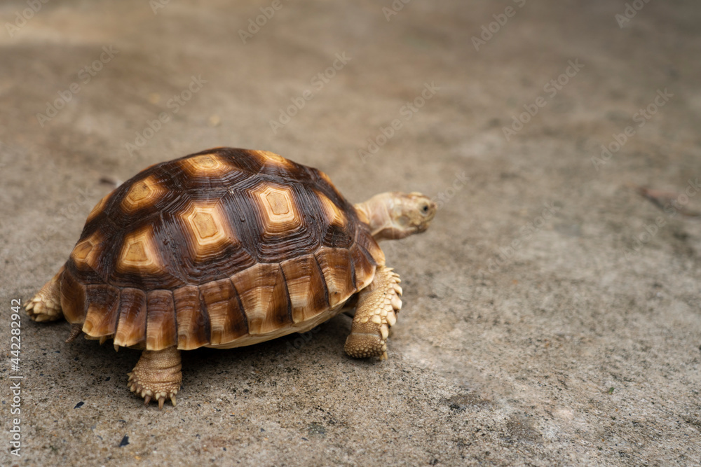 Turtle (Centrochelys sulcata) on concrete. cute pet turtle. animal care and treatment concept