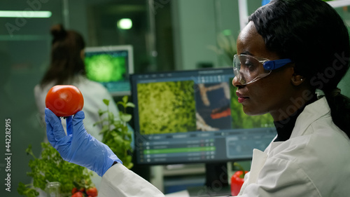 African scientist woman looking at tomato while her collegue typing dna test on computer in background. Biochemist researcher working in biotechnology organic laboratory analyzing chemistry experiment
