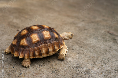 Turtle (Centrochelys sulcata) on concrete. cute pet turtle. animal care and treatment concept