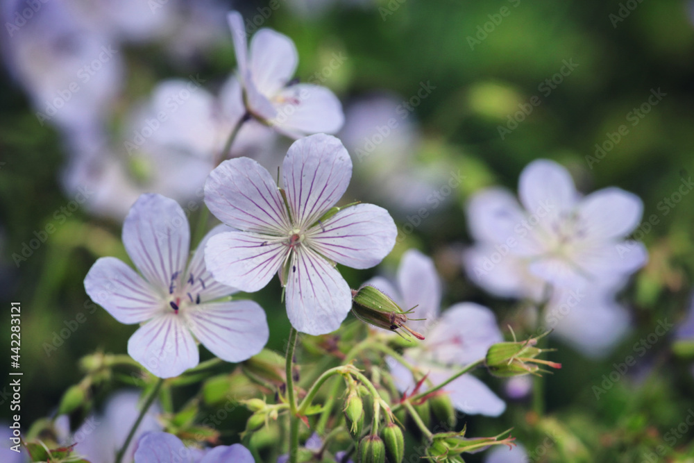 Geranium pratense 'Mrs kKendall Clark' in flower Geranium pratense 'Mrs kKendall Clark' in flower