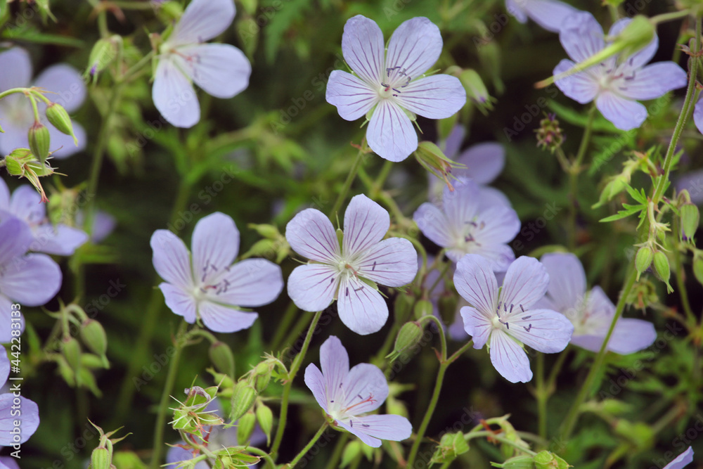Geranium pratense 'Mrs kKendall Clark' in flower Geranium pratense 'Mrs kKendall Clark' in flower