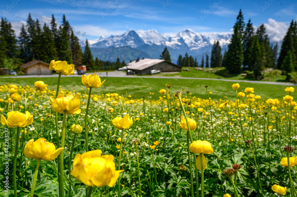 alpine meadow with alpine hut in front of Eiger Mönch and Jungfrau in the Bernese Alps