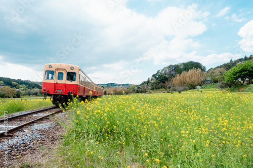 菜の花畑を走る列車