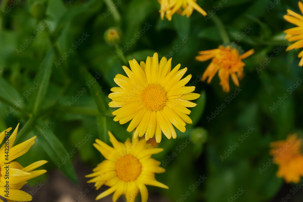 Calendula or marigold flower grow in the garden Calendula or marigold flower grow in the garden