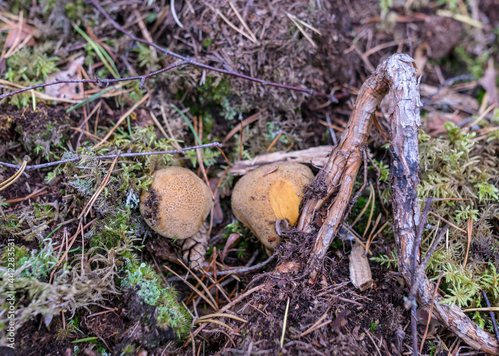 Wild mushroom in the forest, traditional forest background with grass, moss, lichens and dry branches, autumn forest texture, autumn Wild mushroom in the forest, traditional forest background with grass, moss, lichens and dry branches, autumn forest texture, autumn